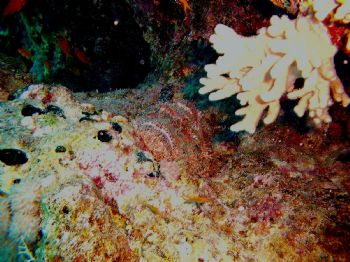 Can you find the Fish!!!! Red Sea Egypt Guta Abu Ramada by Rehab El Gindy 